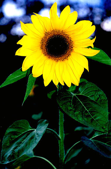 Sunflower Подсолнух