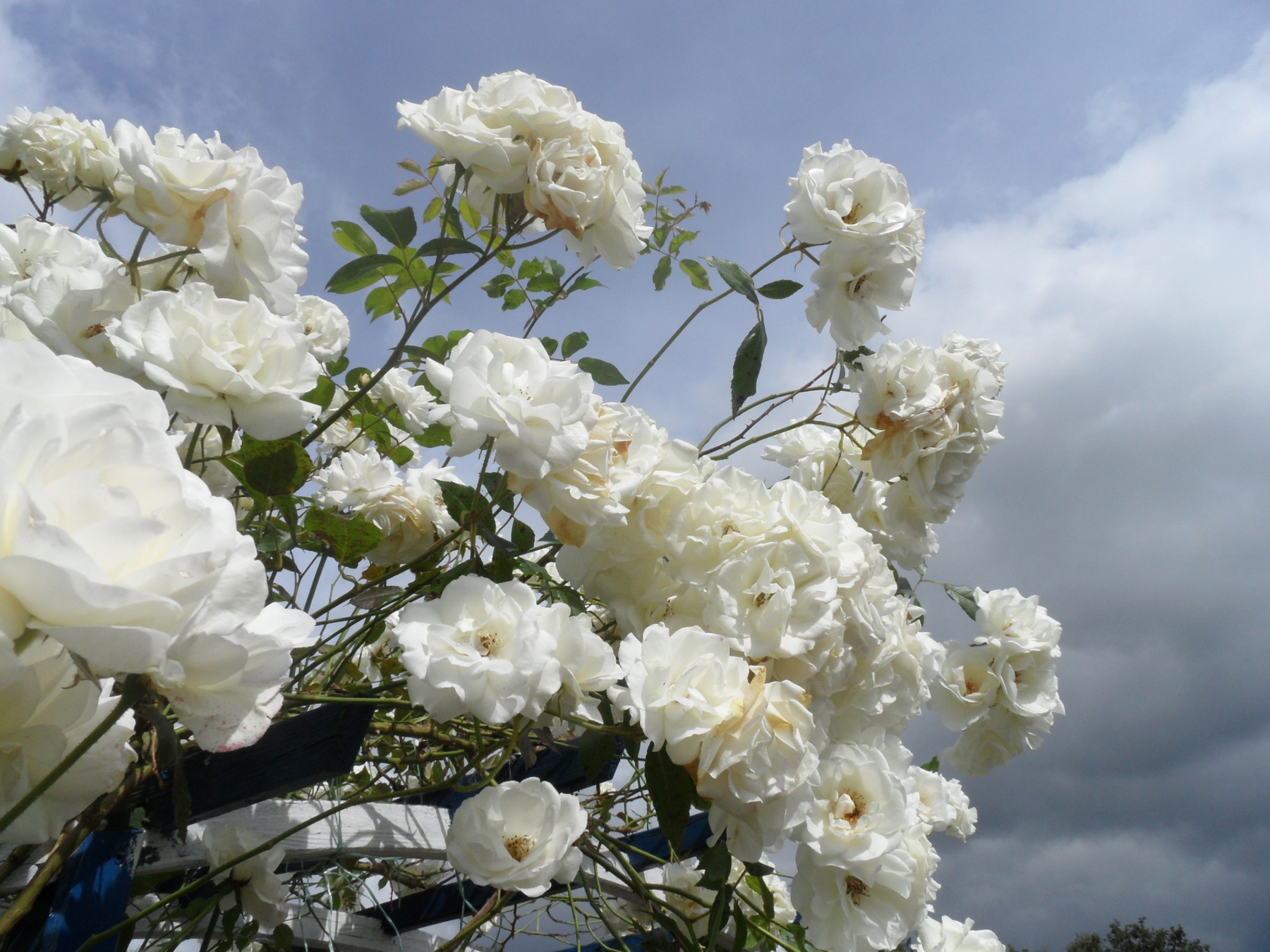 rosen*** Garten.Bayern