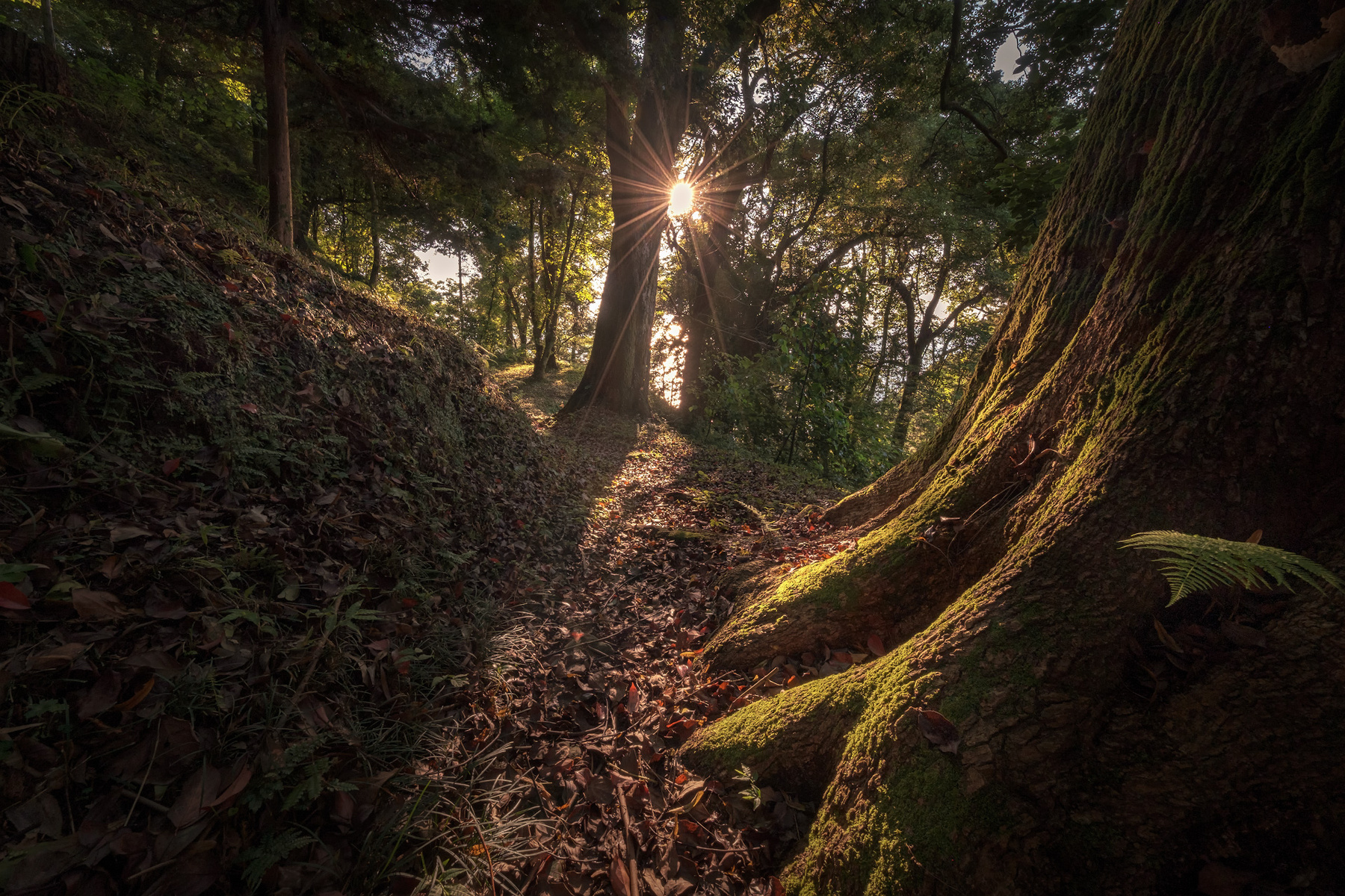 Mystical Path batumi botanical garden path trees sunset wood park green giants landscape scenery travel outdoors georgia adjara sakartvelo chizh