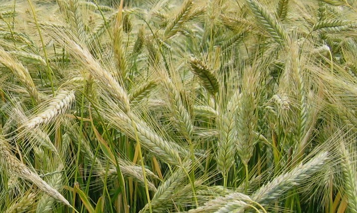 Текстура. 