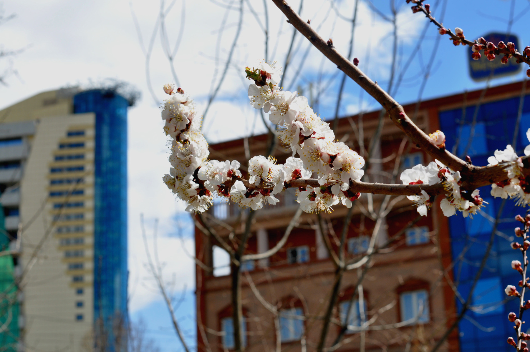 Cherry yerevan armenia cherry