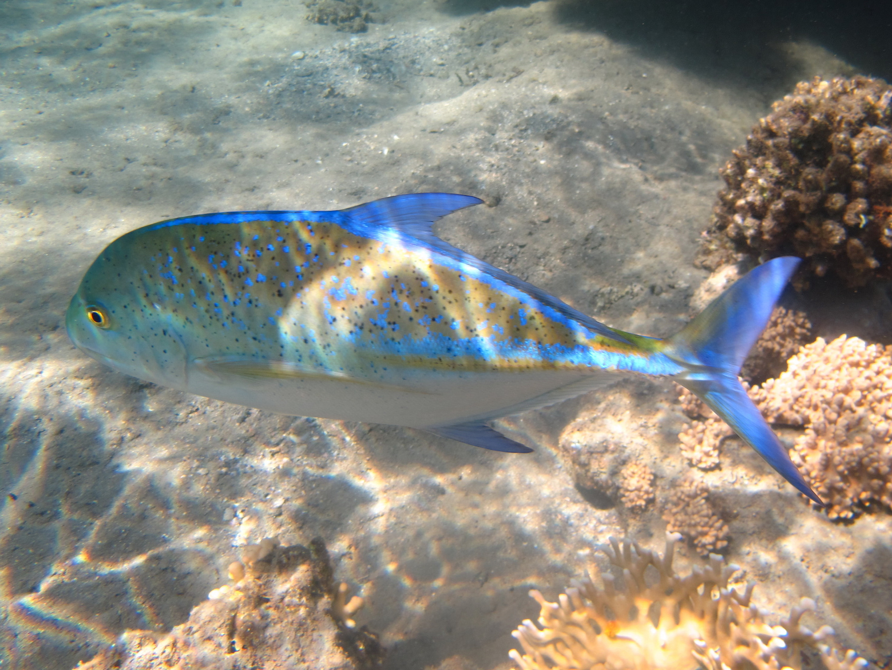 Золотоглазый каранкс 2012 caranx melampygus gorgonia red sea shams alam the sun underwater world горгония каранкс марса алам синеперый шамс