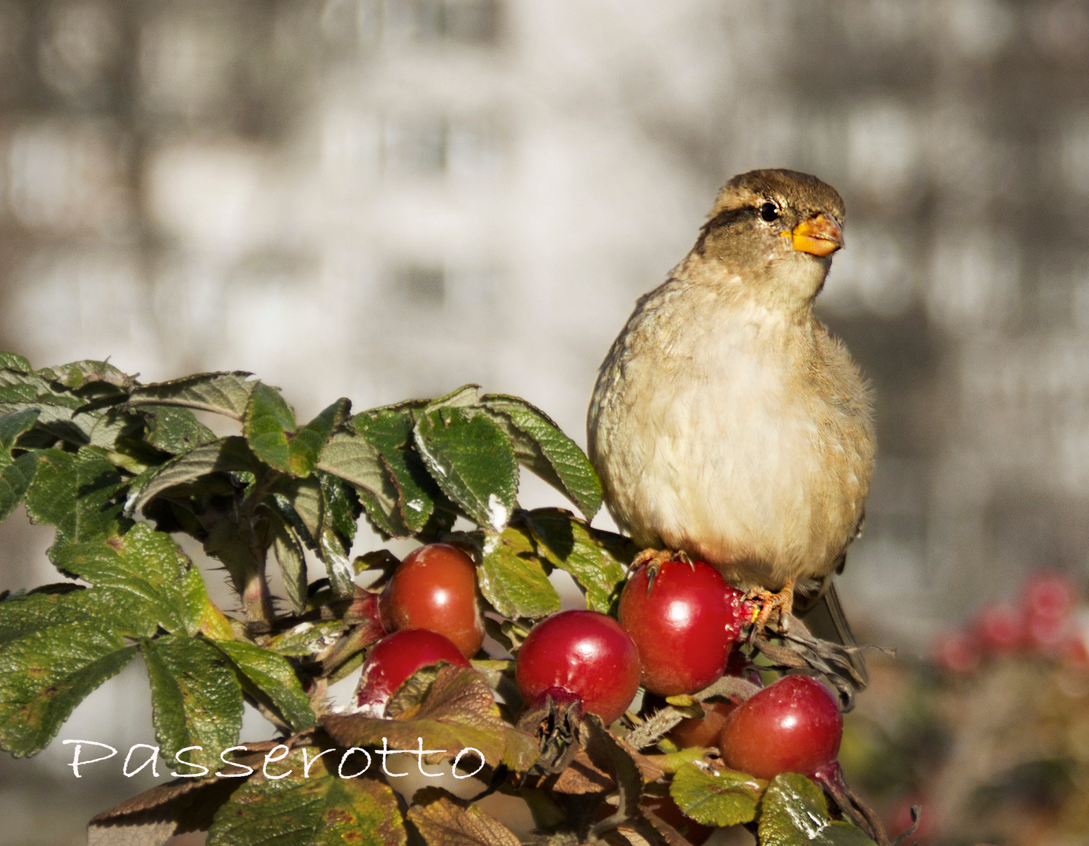 Passerotto ***