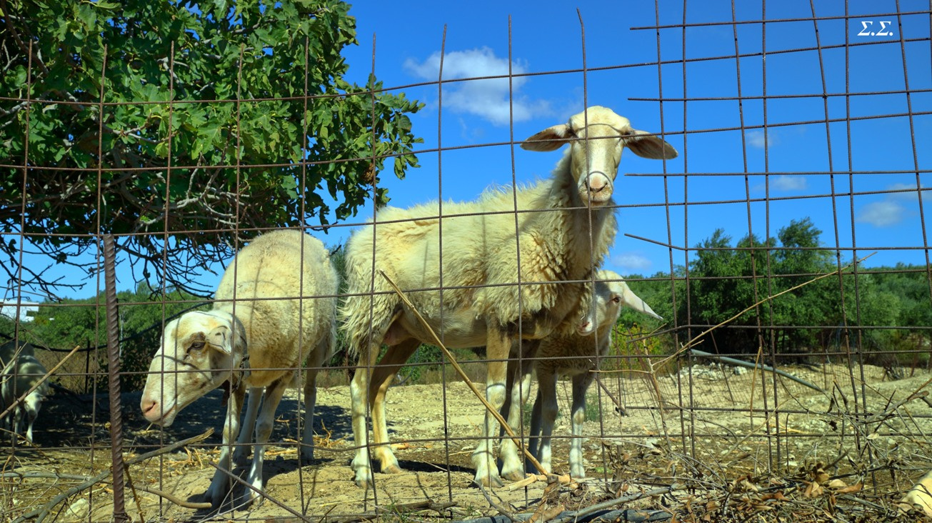 FRAMED SHEEP 