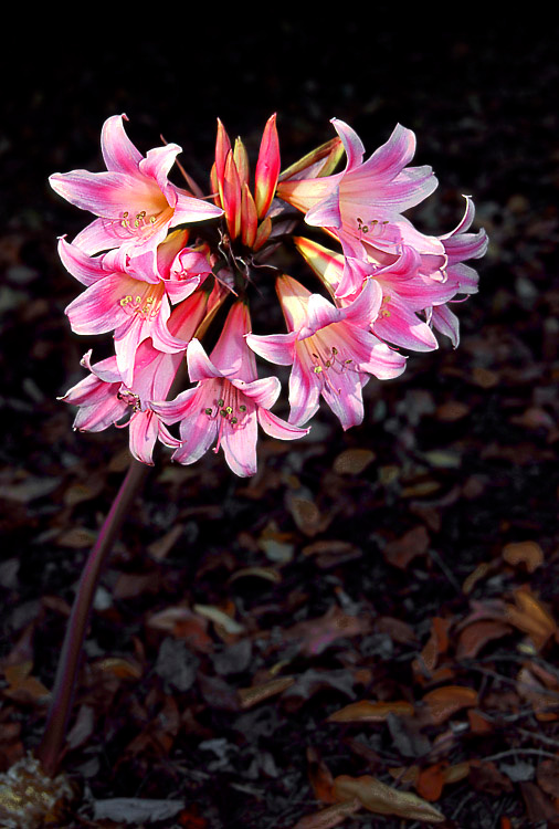Букетик Амариллис, Amaryllis beladonna, Naked Lady, Los Angeles, California