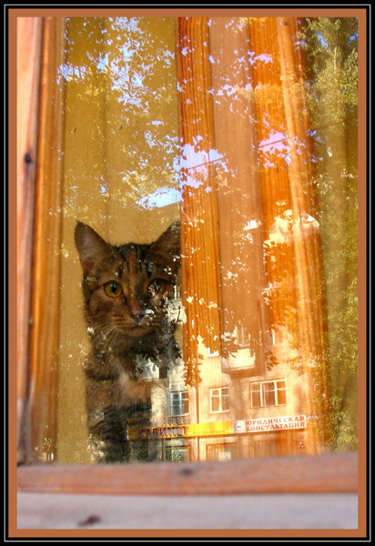 кошка в окошко.. кошка окно отражение