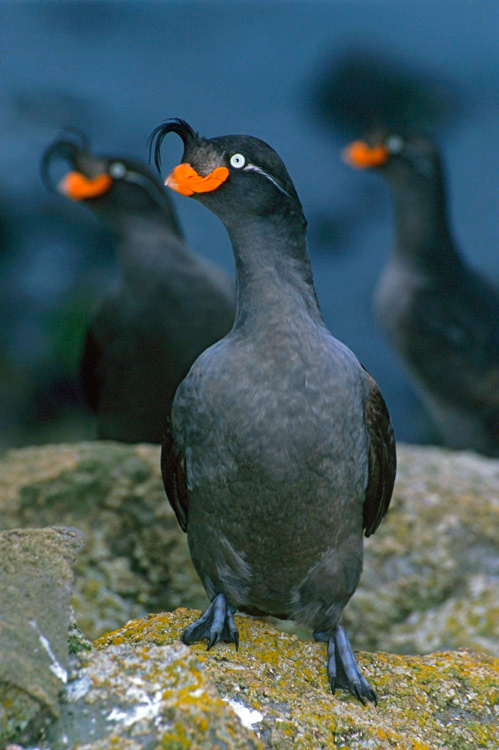 Почетный караул Большая конюга, Aethia cristatella, Crested Auklet, Buldir Island, the Aleutians, Alaska