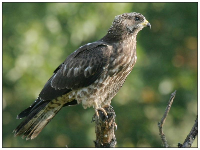 Осоед (Honey Buzzard) птица хищник ястреб осоед Honey Buzzard Pernis apivorus