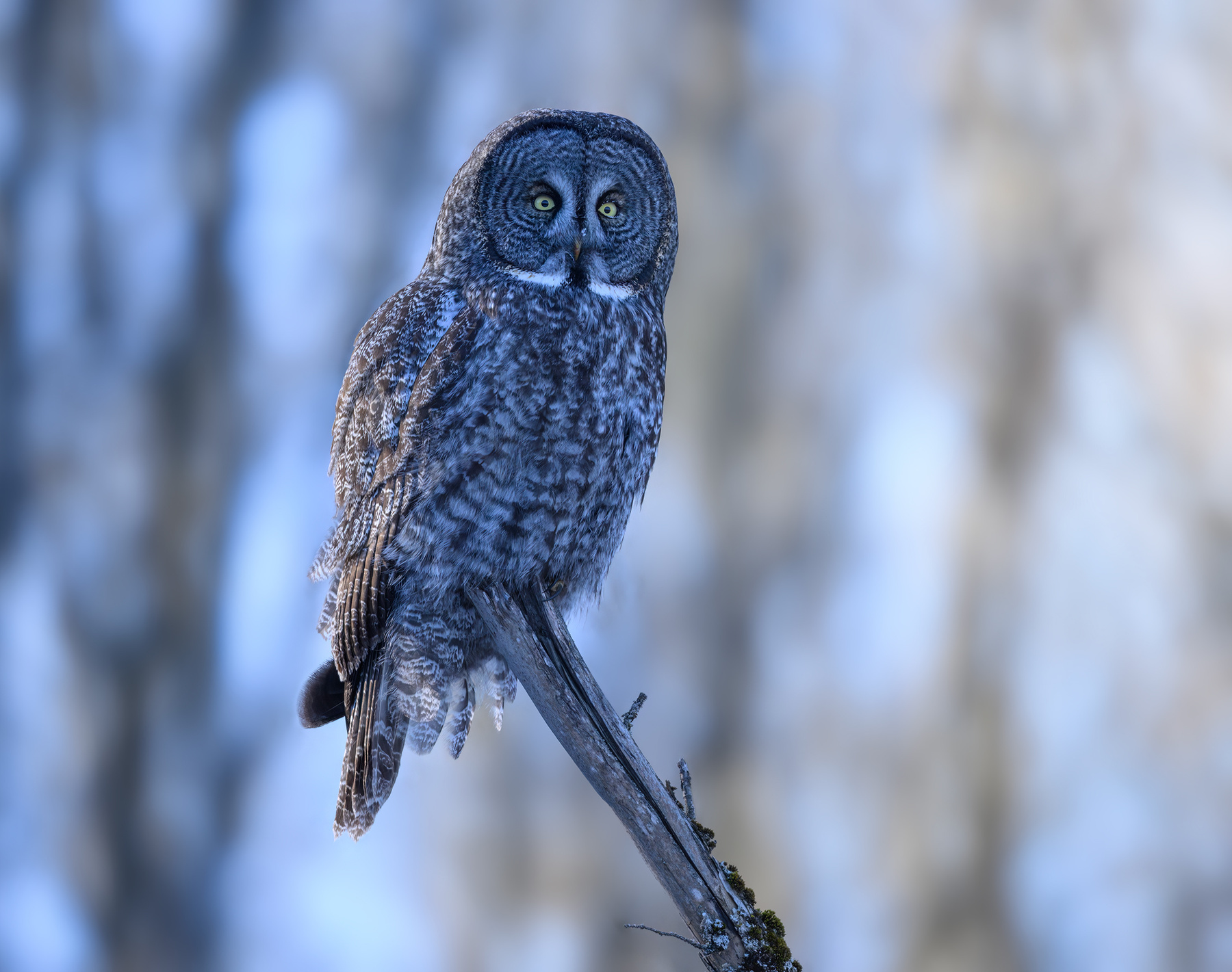 Great grey owl 