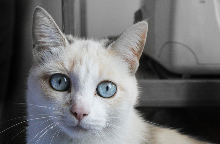 белая кошка белая кошка