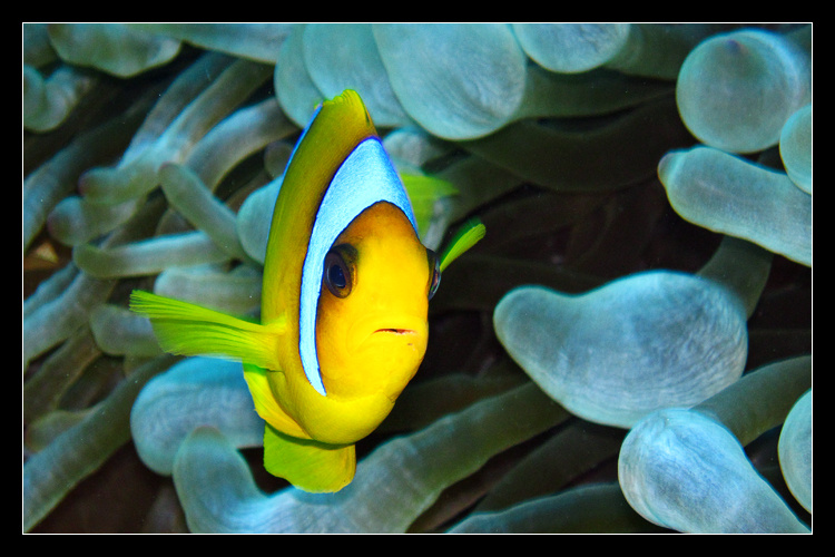 Клоун Красное море Клоун Amphiprion sharm el sheikh дайвинг diving ras bob 