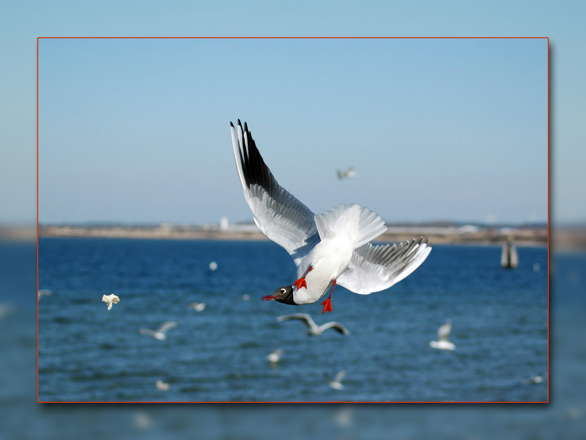 Голодная птица! Море, Птицы, Чайка, Wismar, Ostsee