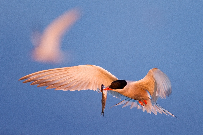Крачка с корюшкой на рассвете речная крачка, корюшка, рассвет, hirundo, небо Sterna клюв лапы рыба