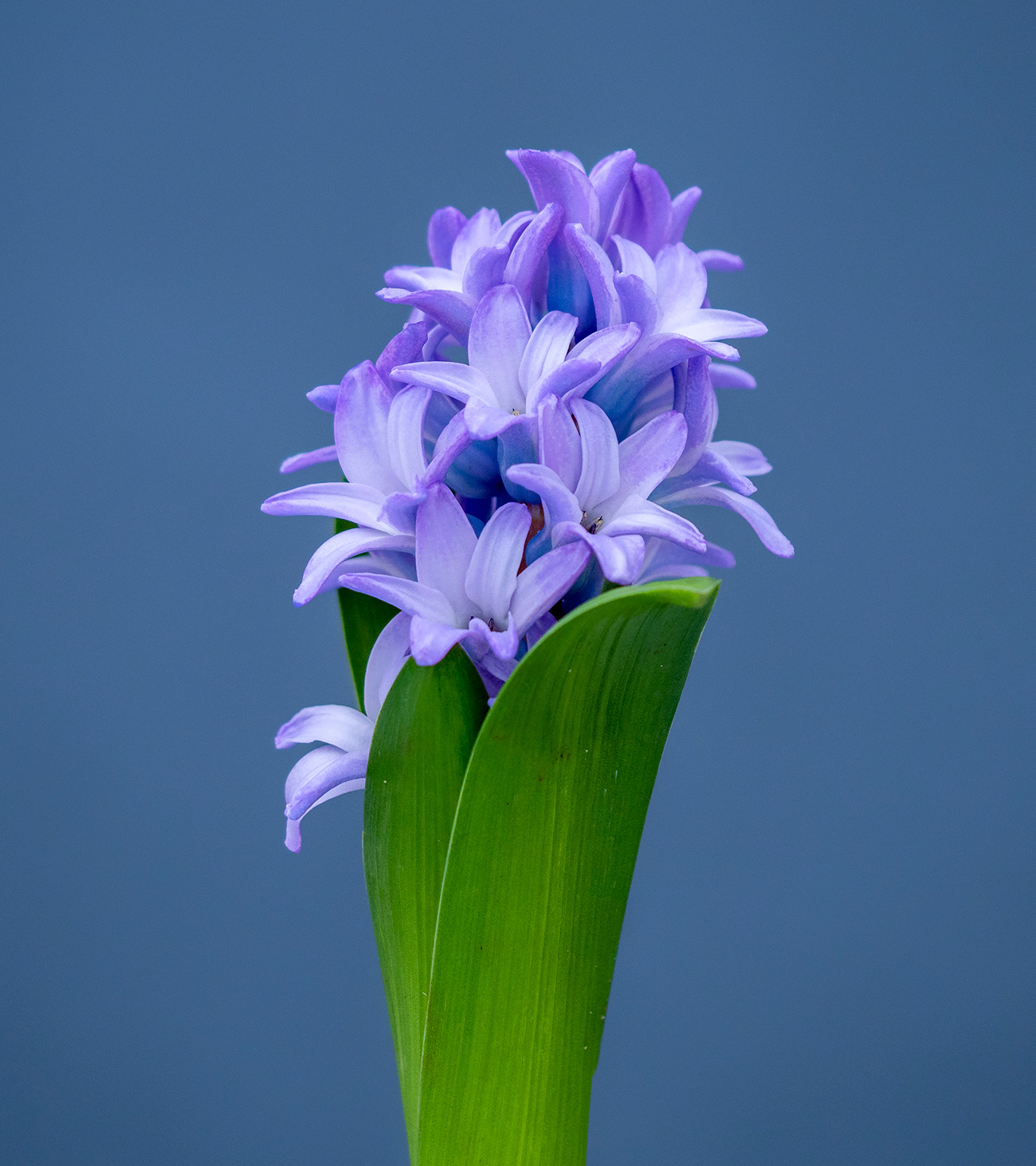 hyacinth 