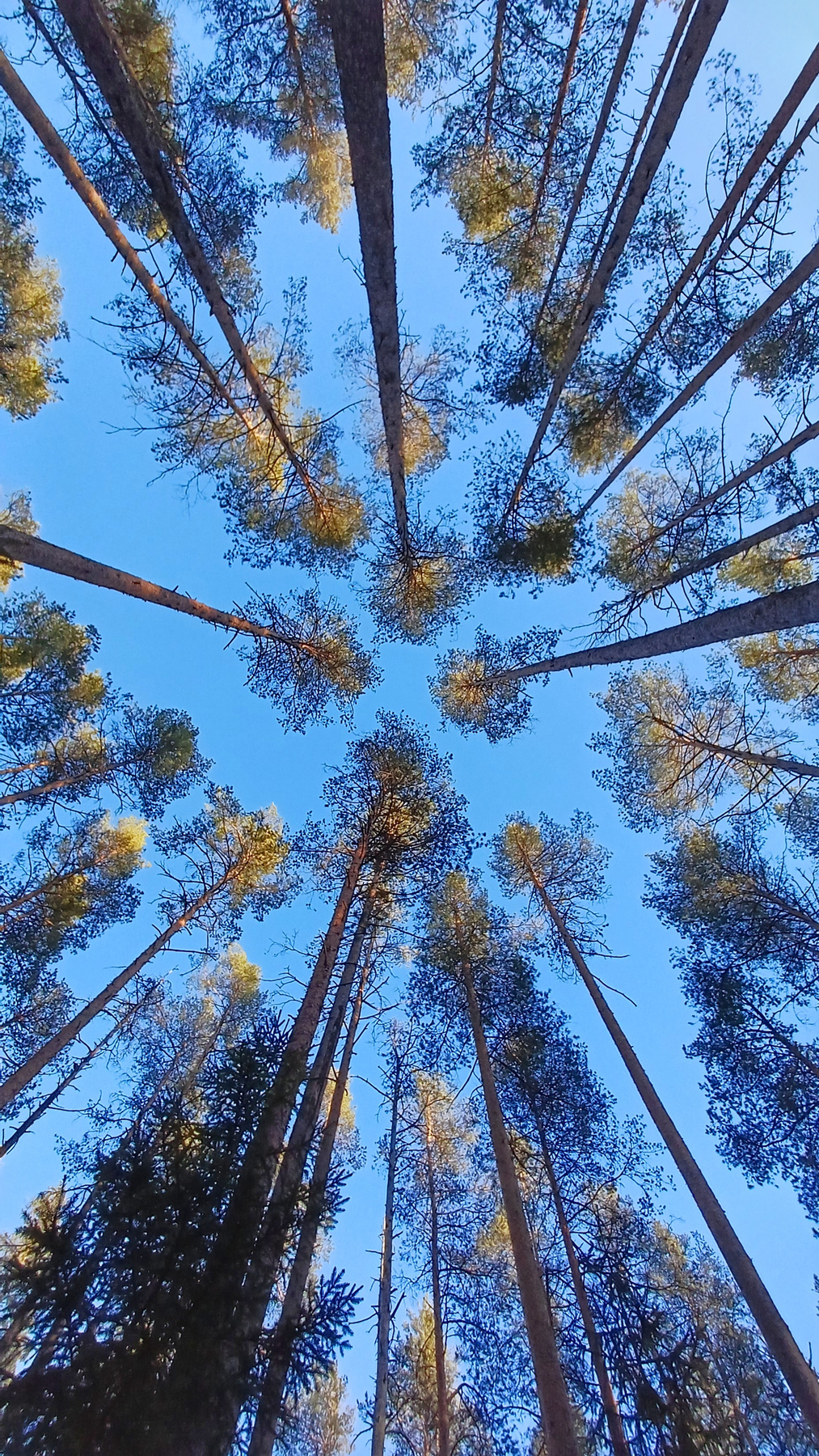 Рощино, Л.О. 04.2026г. 