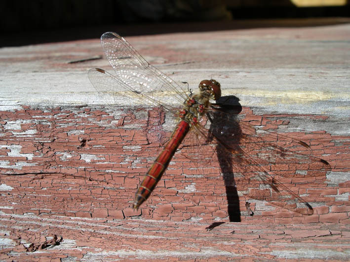 Dragon-Fly Стрекоза