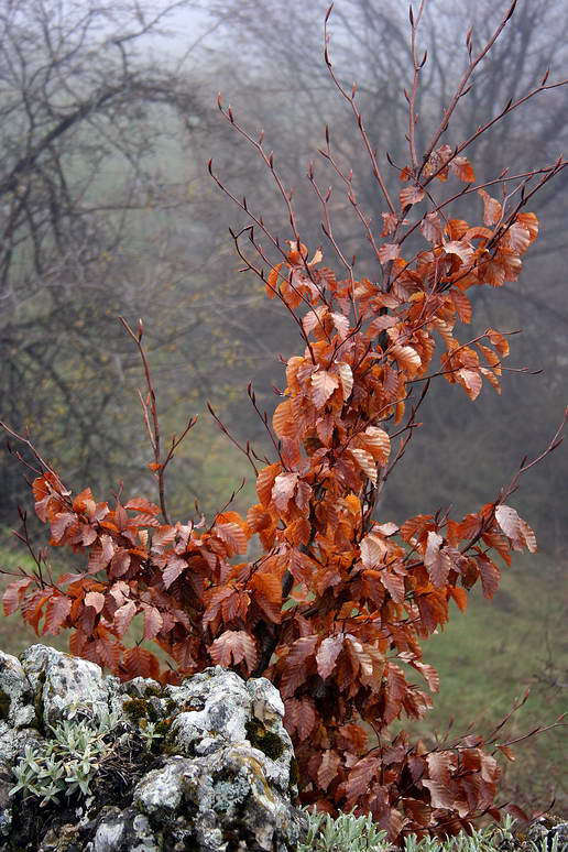 Цвет осени Крым, Караби, яйла, май, 2006, цвет, осени