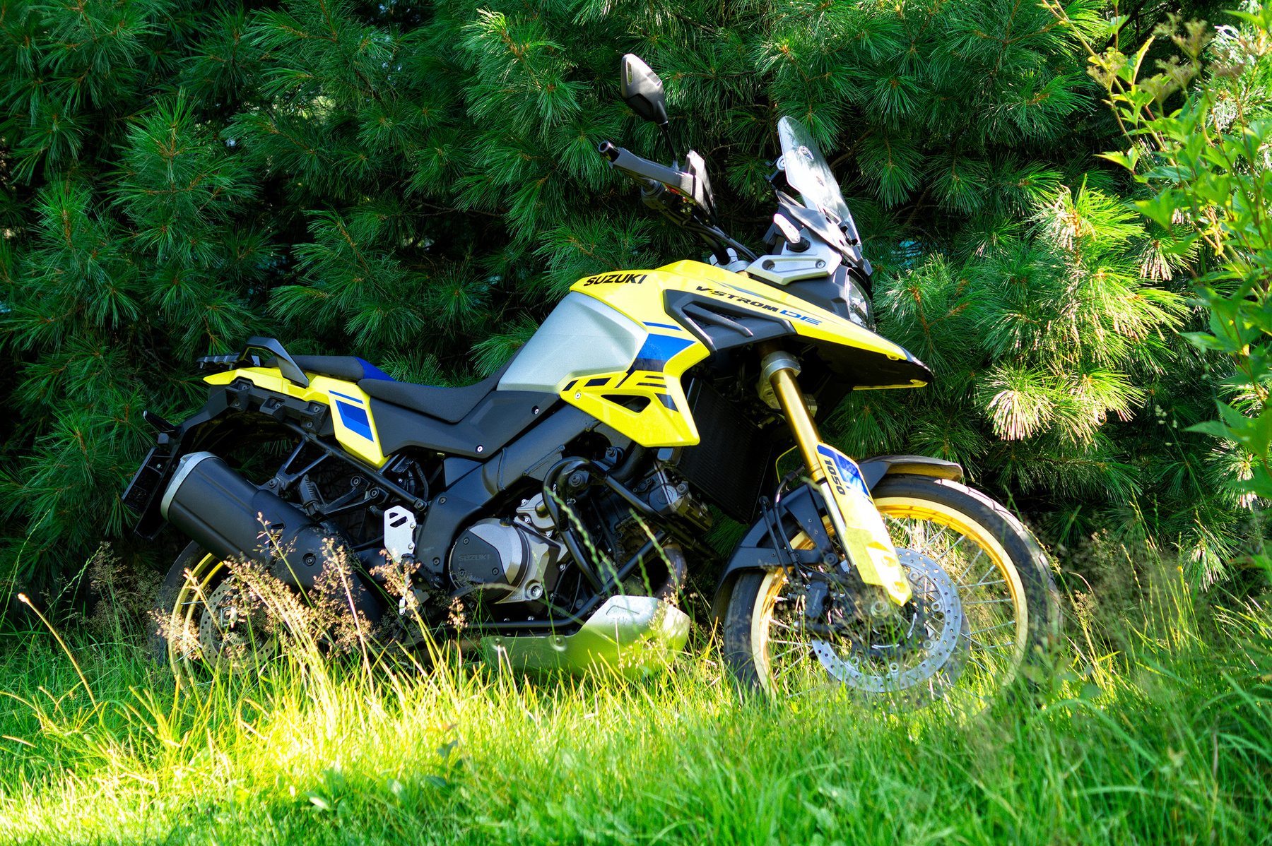 V-Strom в кедрах мото мотоцикл Suzuki V-Strom кедры Бамблби