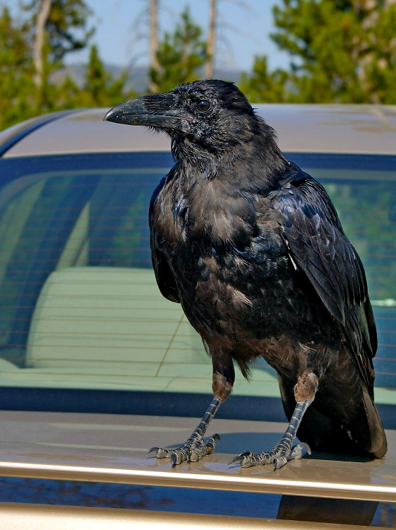Автолюбитель Ворон, Corvus corax, Raven, Yellowstone National Park