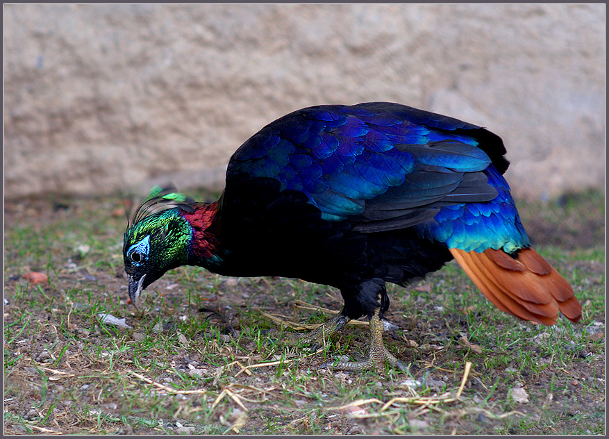 В тщетных поисках креатива.. гималайский монал Lophophorus impeyanus