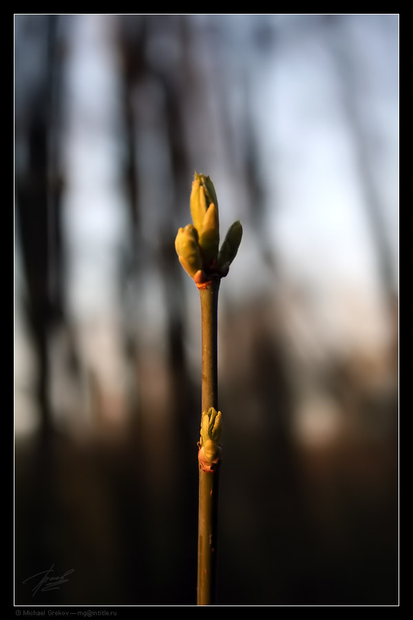 Стремление росток, природа, весна