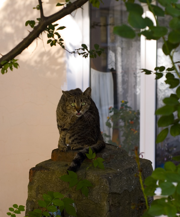 *** кошка взгляд