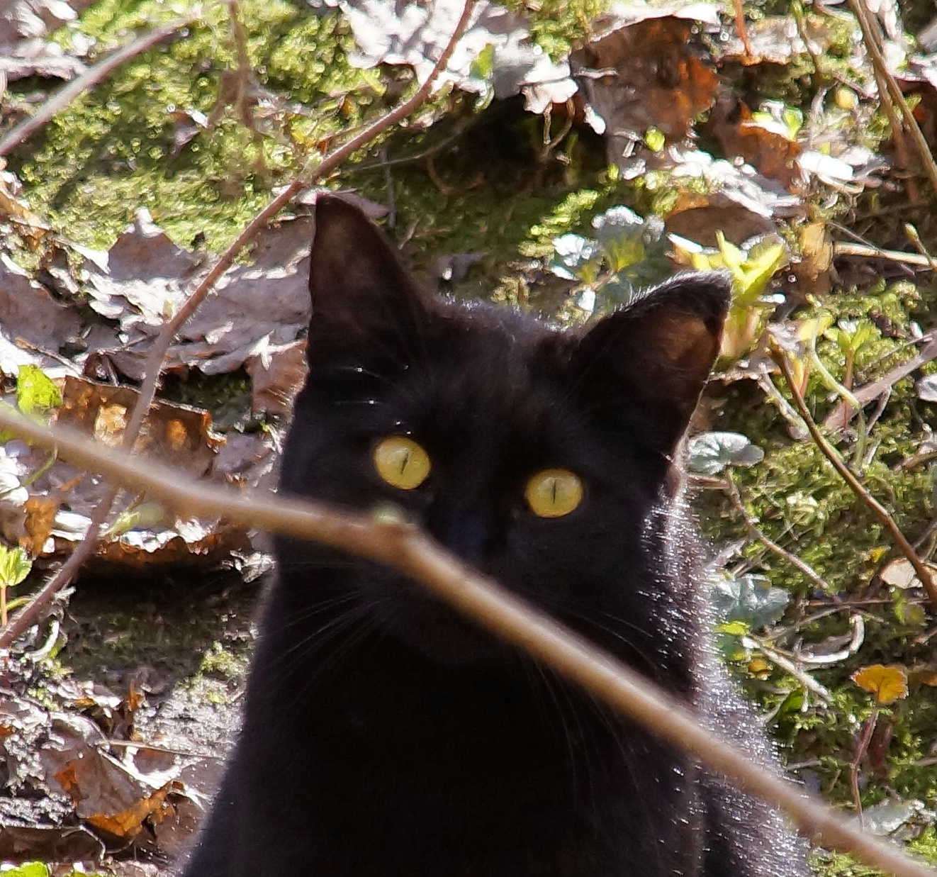 Котик 