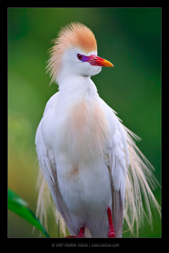 Египтянин египетская цапля cattle egret Florida US