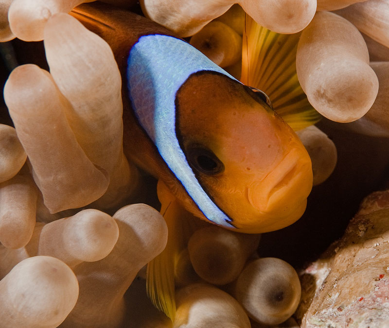 Немо Немо Клоун red sea