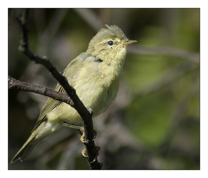 Непричесанная теньковка пеночка теньковка phylloscopus collybita