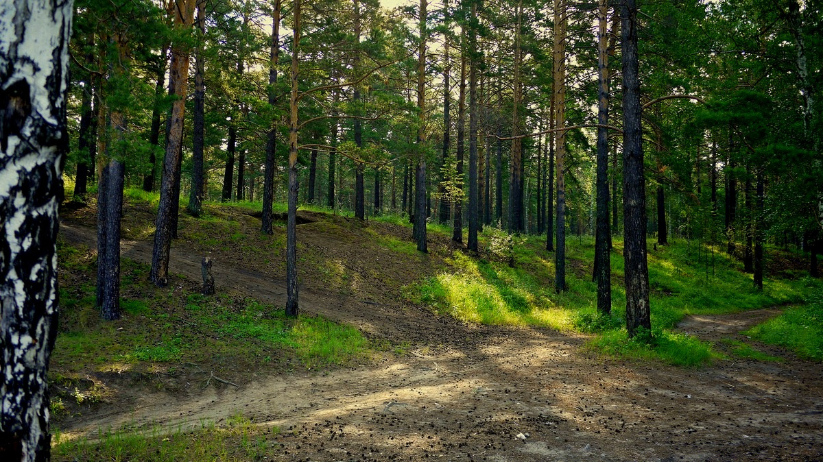 Перекресток лес лето природа дорога