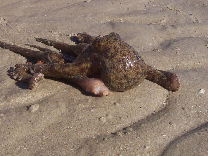 Восемь рук - и ни одной ноги common sydney gloomy octopus обыкновенный сиднейский осьминог