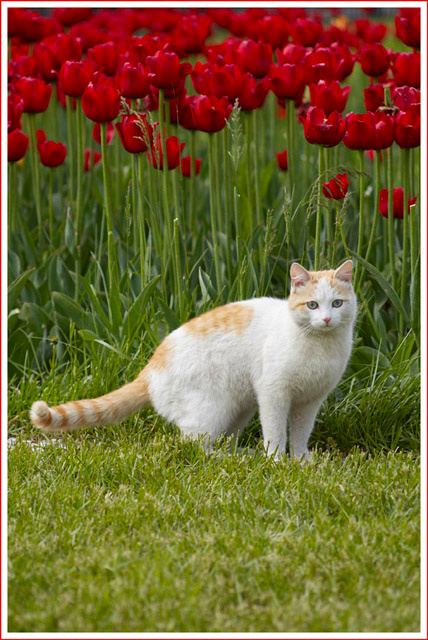 Гуляка кот, тюльпаны