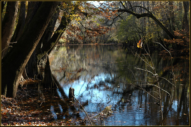 *** Congaree Swamp