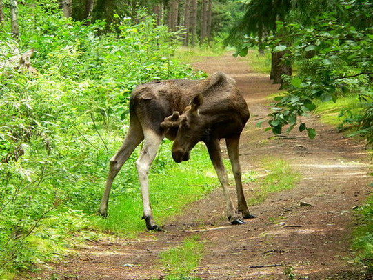 Лось на тропинке Лось Alces alces