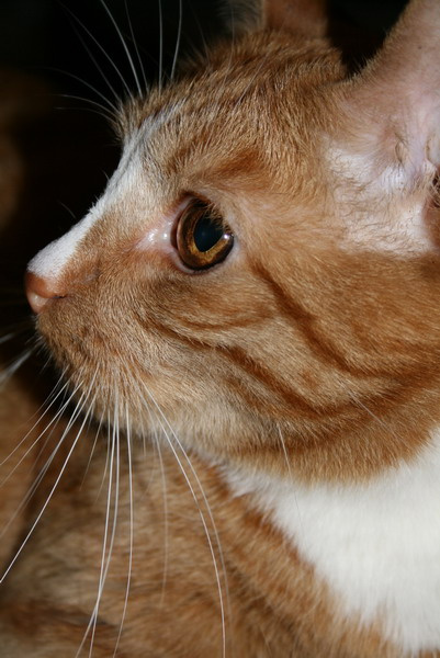 хищник кот