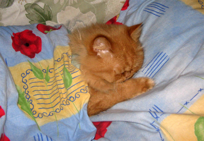 кошачий сон кошка сон