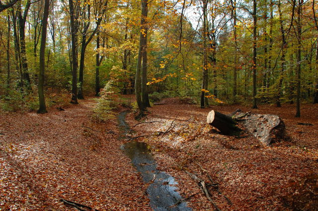 Осень. 20.10.2007.