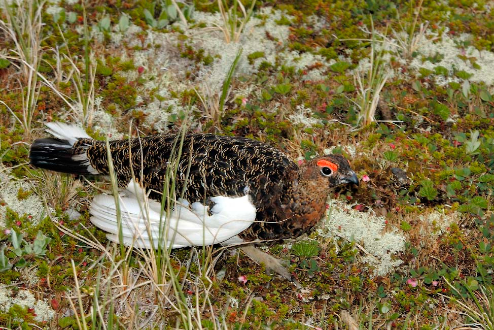 Ползком на врага Белая куропатка, Lagopus lagopus, Willow Ptarmigan, Tobseda, Barents Sea, Arctic