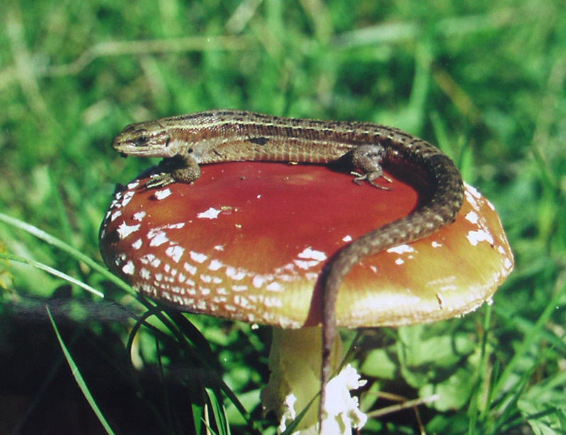 люблю я мухоморы ящерица мухомор