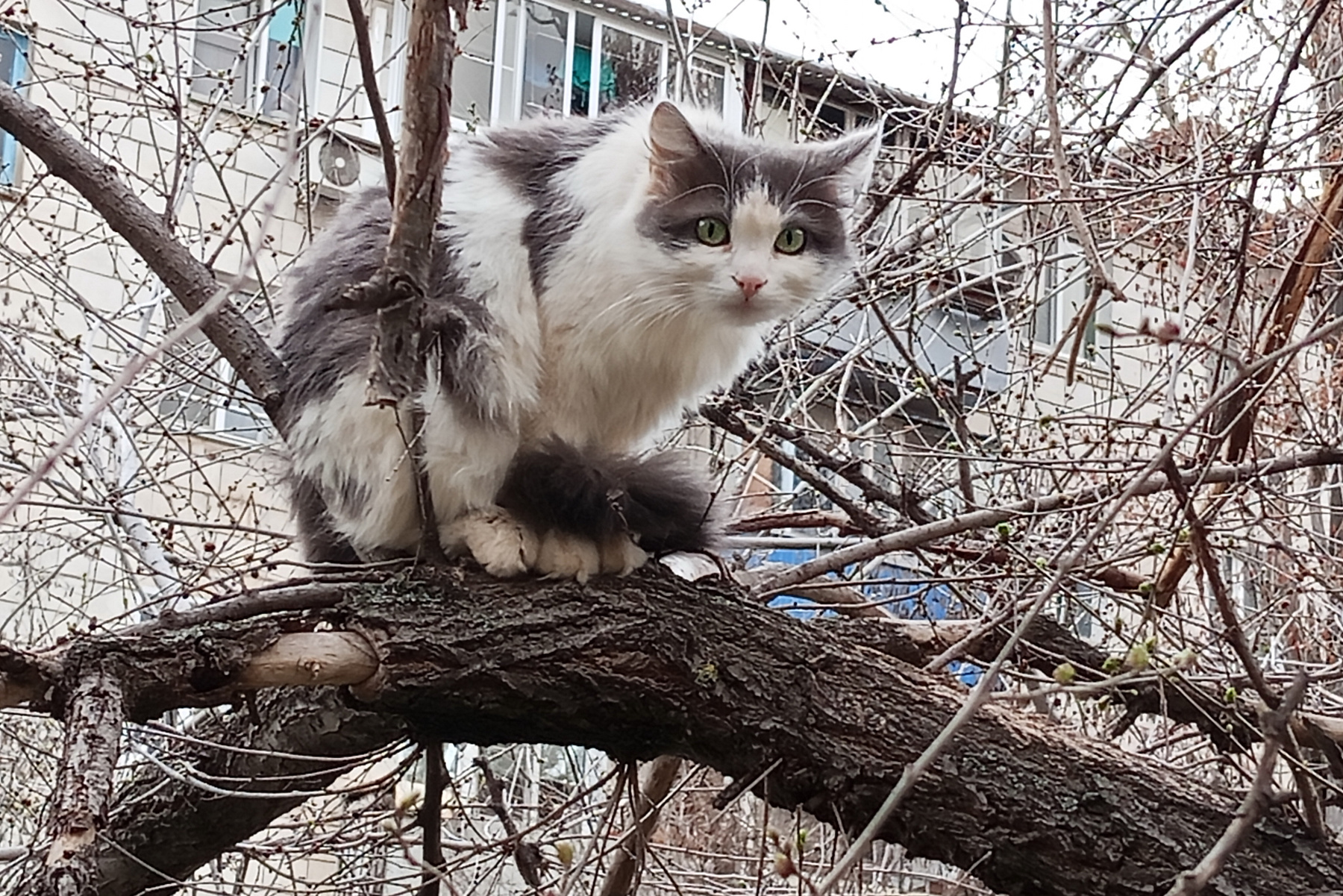 Дворовый кот весна волгоград домашние животные кошка дерево