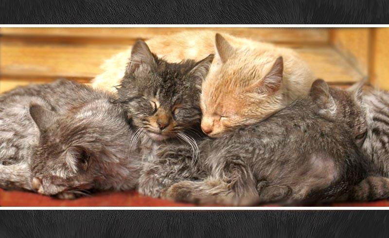 Спят усталые... кошки кошки cats sleep
