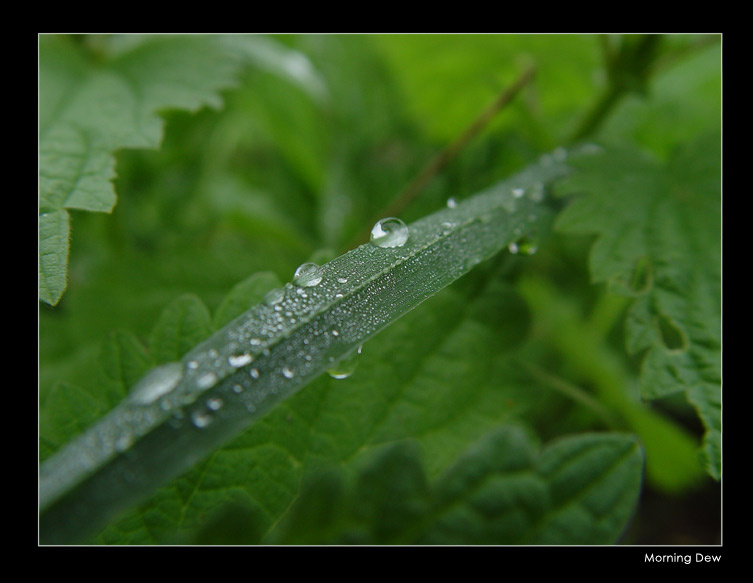 Morning Dew роса трава утро