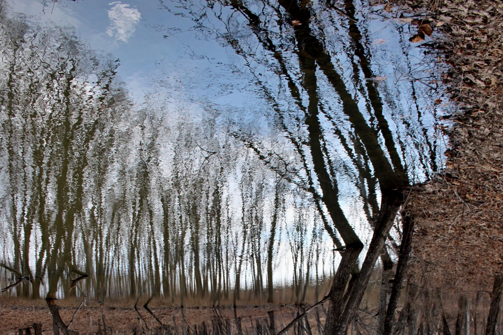Художник Весна весна, отражение, вода, пруд, перевёртыши
