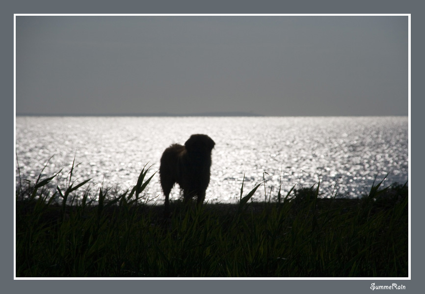 foggy dog 
