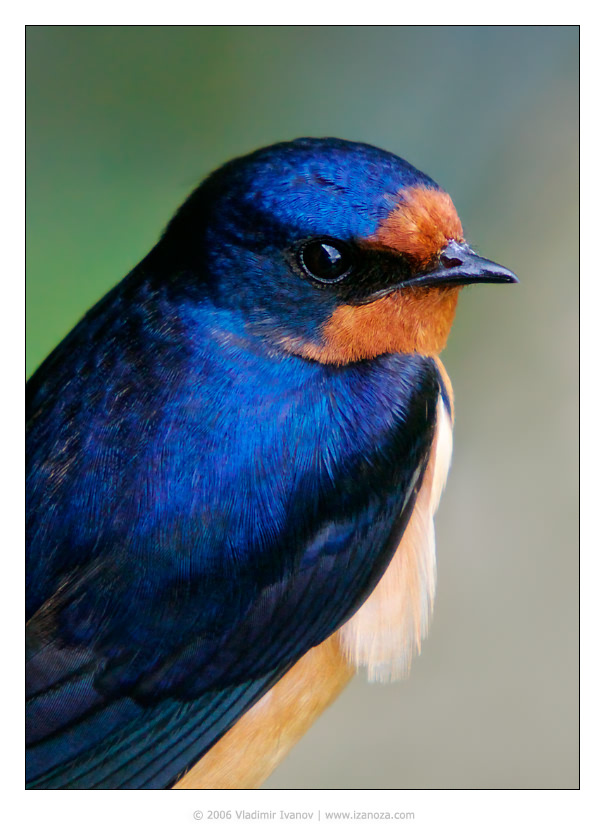 Ласточкин портрет деревенская ласточка портрет barn swallow Maryland US