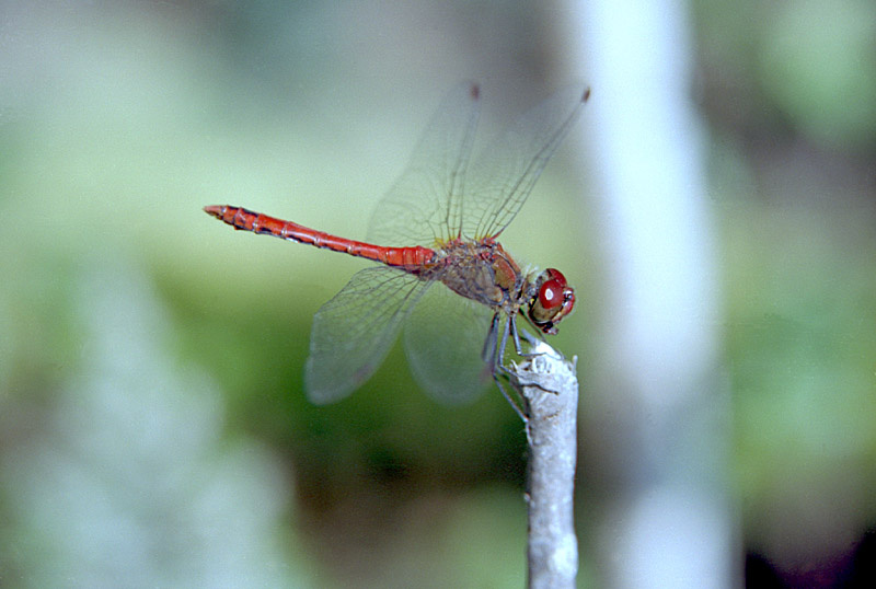Пролетарская стрекоза стрекоза пролетариат odonata dragonfly