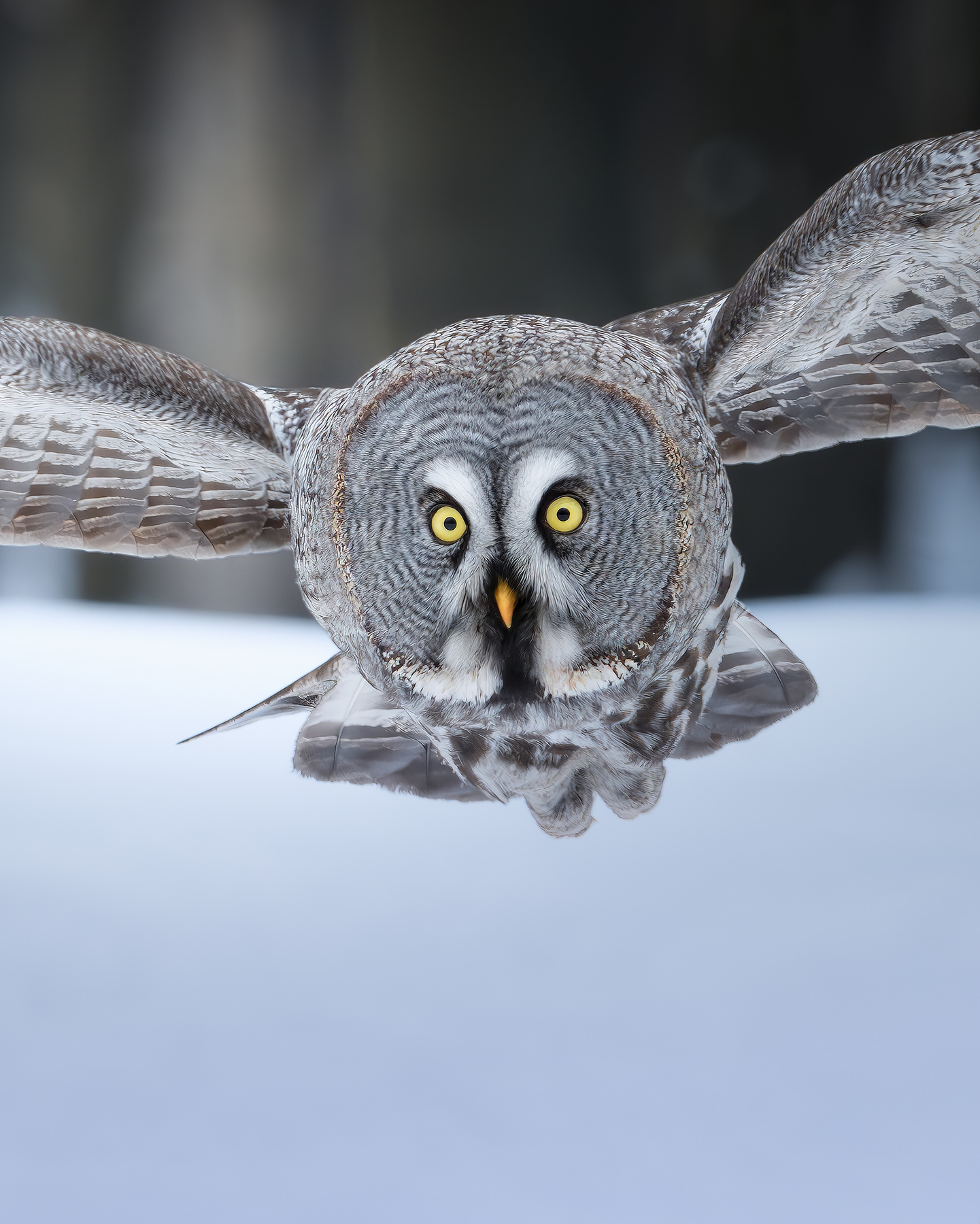 Бородатая неясыть (Strix nebulosa) 