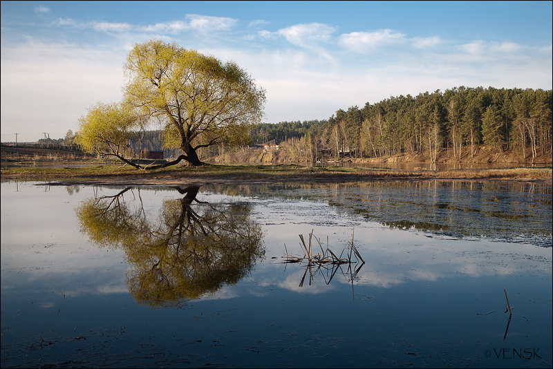Между небом и водой vensk пейзаж дерево утро