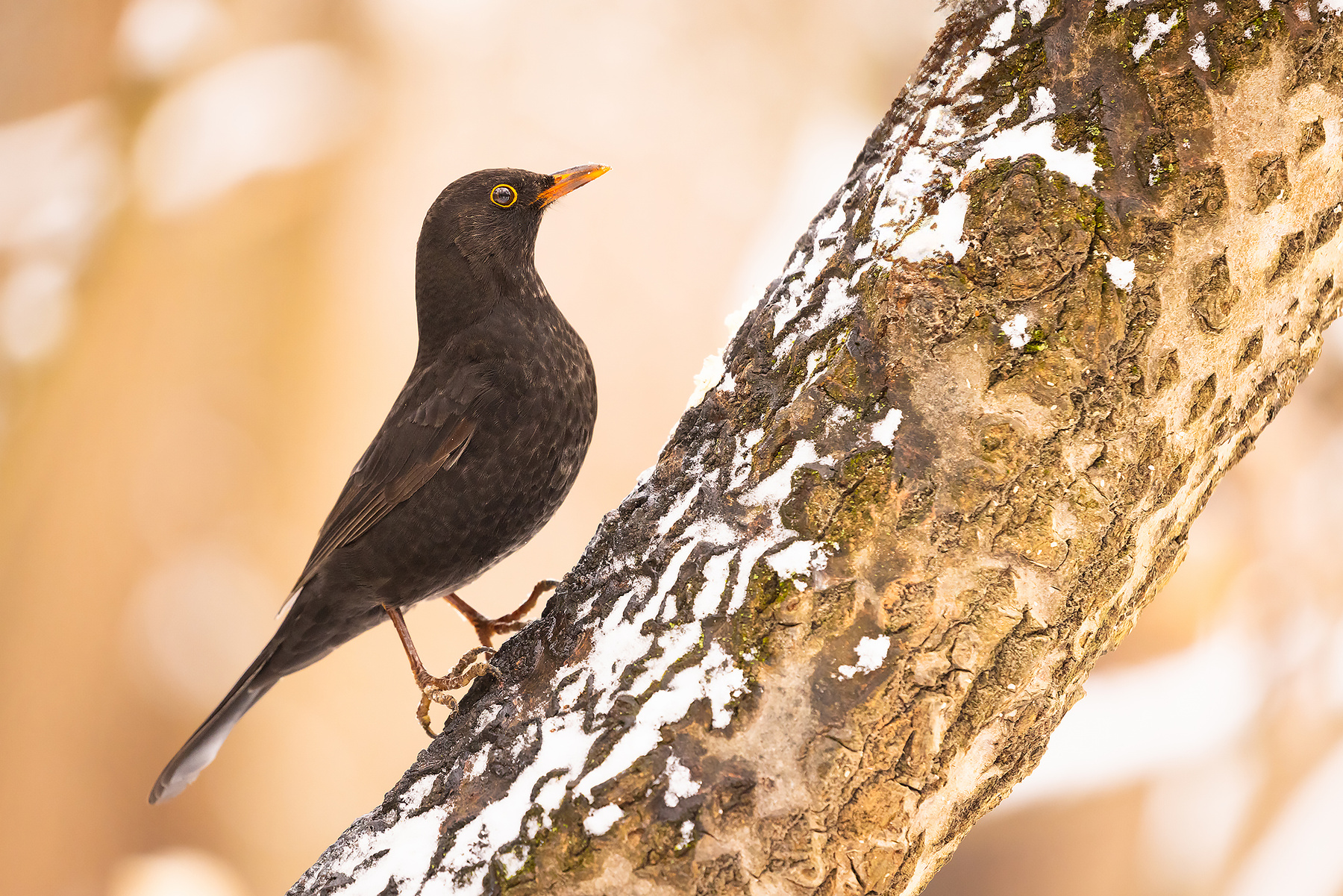 Blackbird 